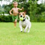 Wireless Electric Dog Fence Pet Shock Boundary Containment System Electric Training Collar For Small Medium Large Dogs - Image 3