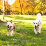 Wireless Electric Dog Fence Pet Shock Boundary Containment System Electric Training Collar For Small Medium Large Dogs - Image 4