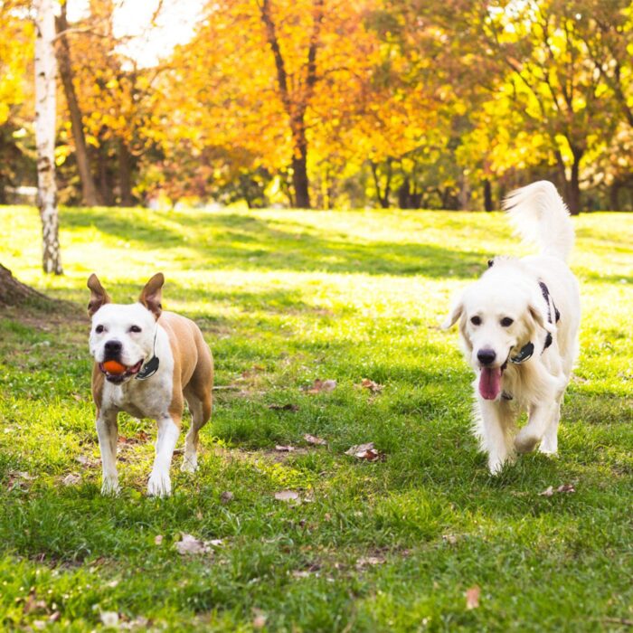 Wireless Electric Dog Fence Pet Shock Boundary Containment System Electric Training Collar For Small Medium Large Dogs - Image 4