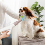 Dog Cat Hair Blower with Negative Ion Function and Adjustable Temperature - Image 2